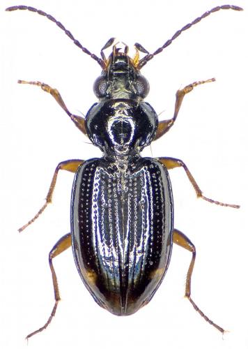 Réf. 194 606 : Bembidion lunulatum